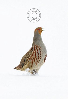 Grey Partridge in the Snow DM1398